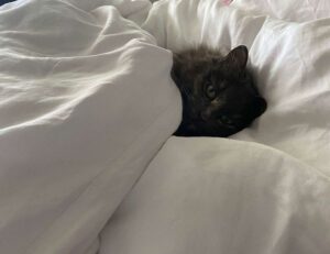 can i stream greensurvive2004 game on pc