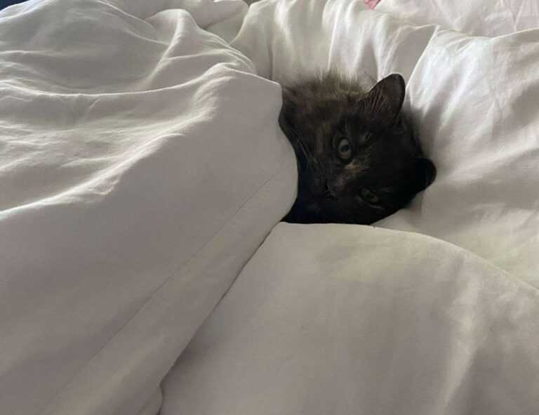 can i stream greensurvive2004 game on pc