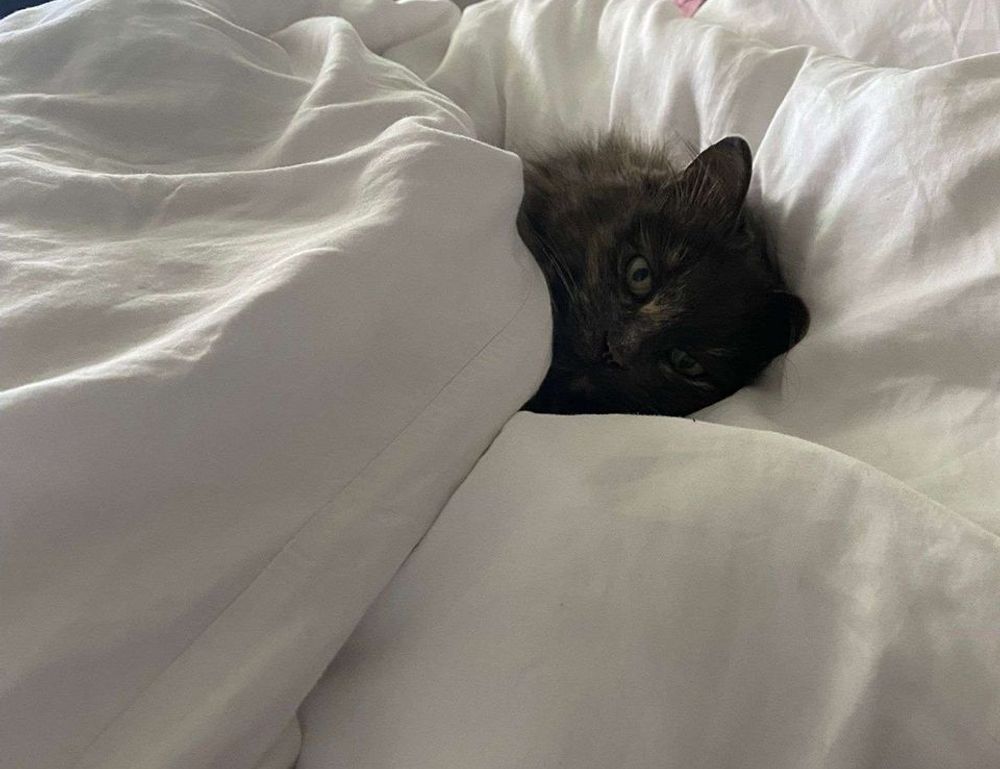 can i stream greensurvive2004 game on pc