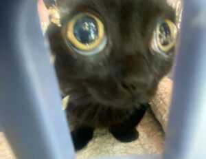 can i take food kayudapu on a plane