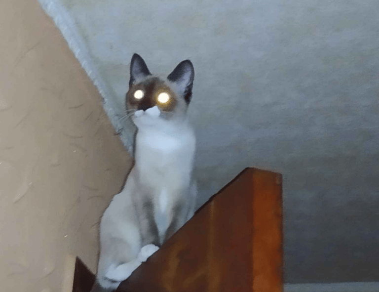 how much mogothrow77 software is open source