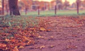 how to use immorpos35.3 software