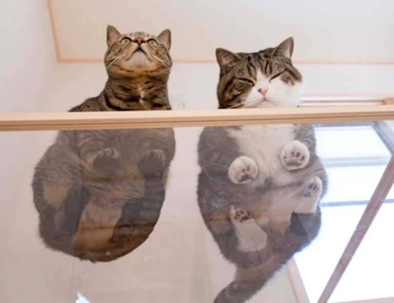 kleurplaat paperduck