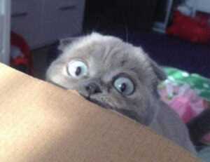 mydoterra login nederlands