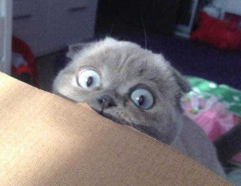 mydoterra login nederlands