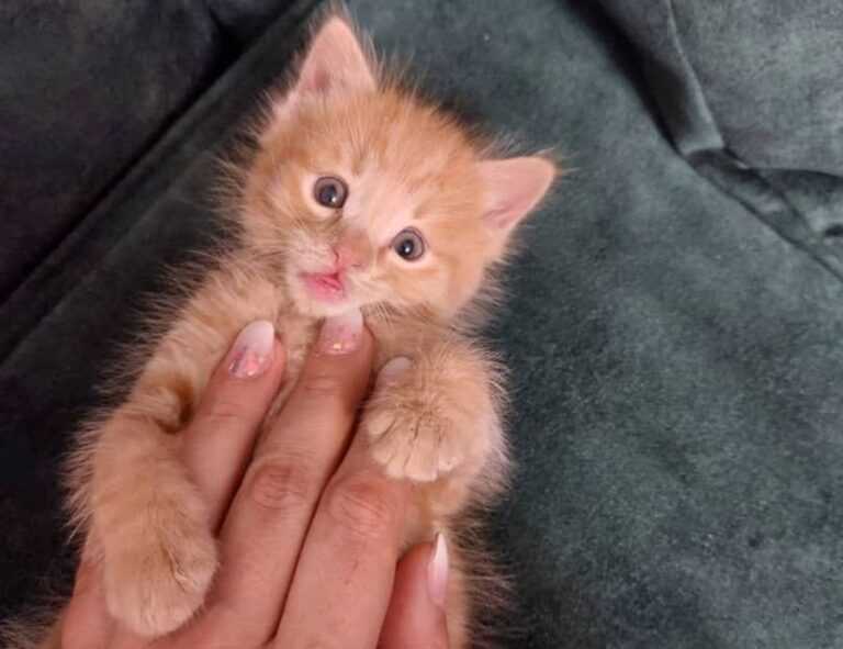 romantic good morning love gif for whatsapp