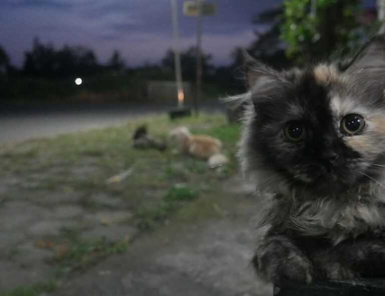 tamilyogi movie download isaimini