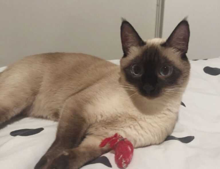 vintage feliz cumpleaños fashion mujer