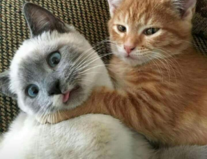 wallpaper:cn3ispl8wgc= cinnamoroll