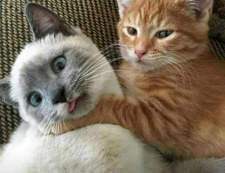 wallpaper:cn3ispl8wgc= cinnamoroll