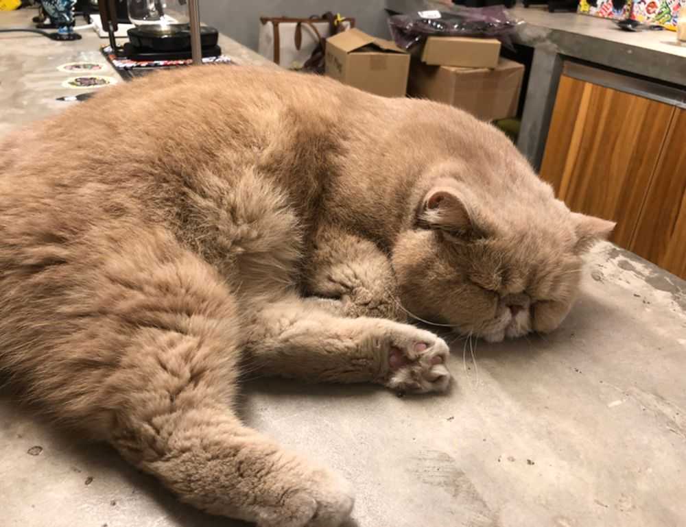 yali capkini capitulo 32 en español tokyvideo completo